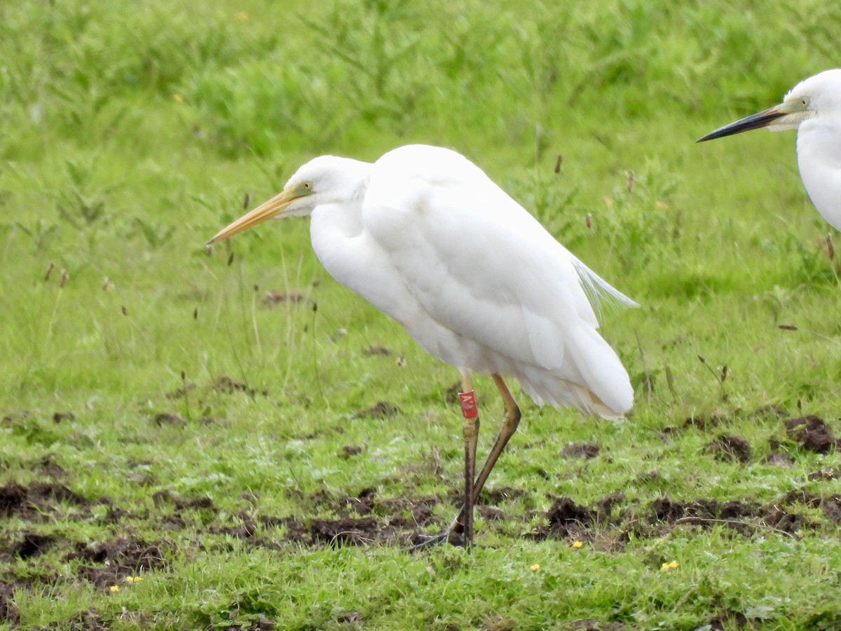 Great Egret - Caroline Quinn