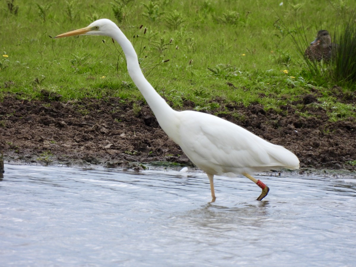 Great Egret - Caroline Quinn