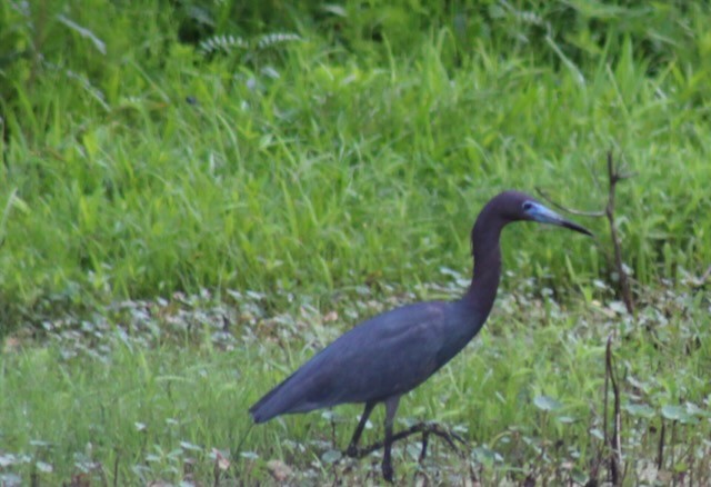 Little Blue Heron - Adele Berthelot