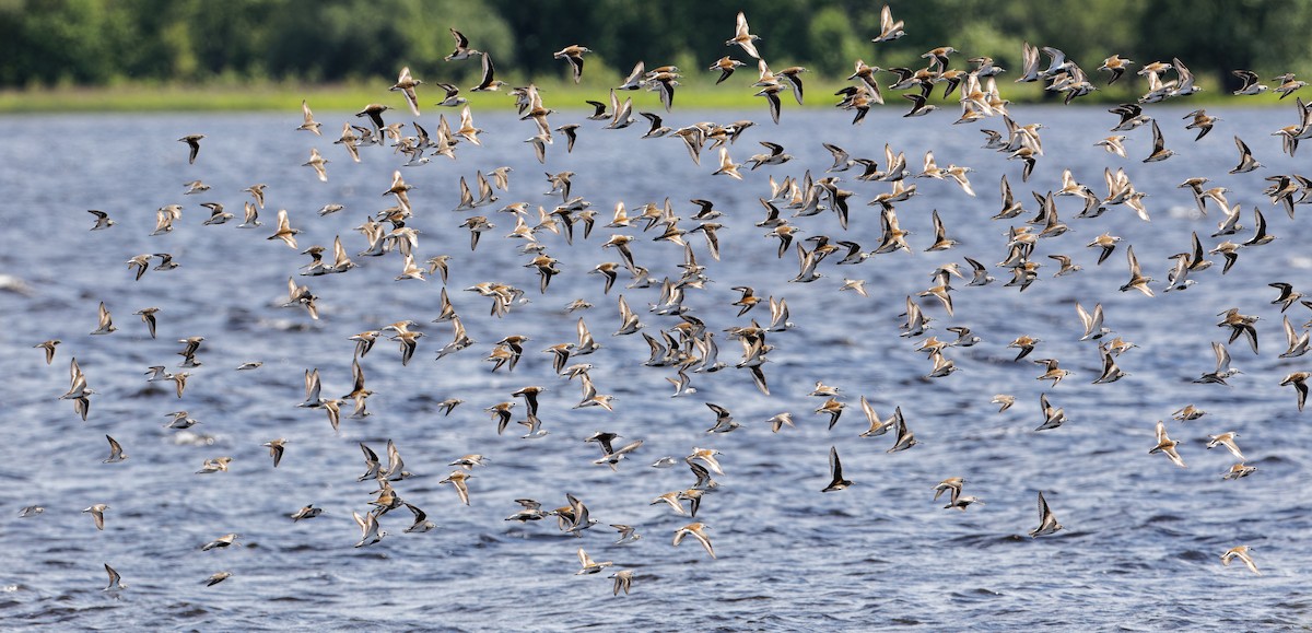 Dunlin - Mario St-Gelais