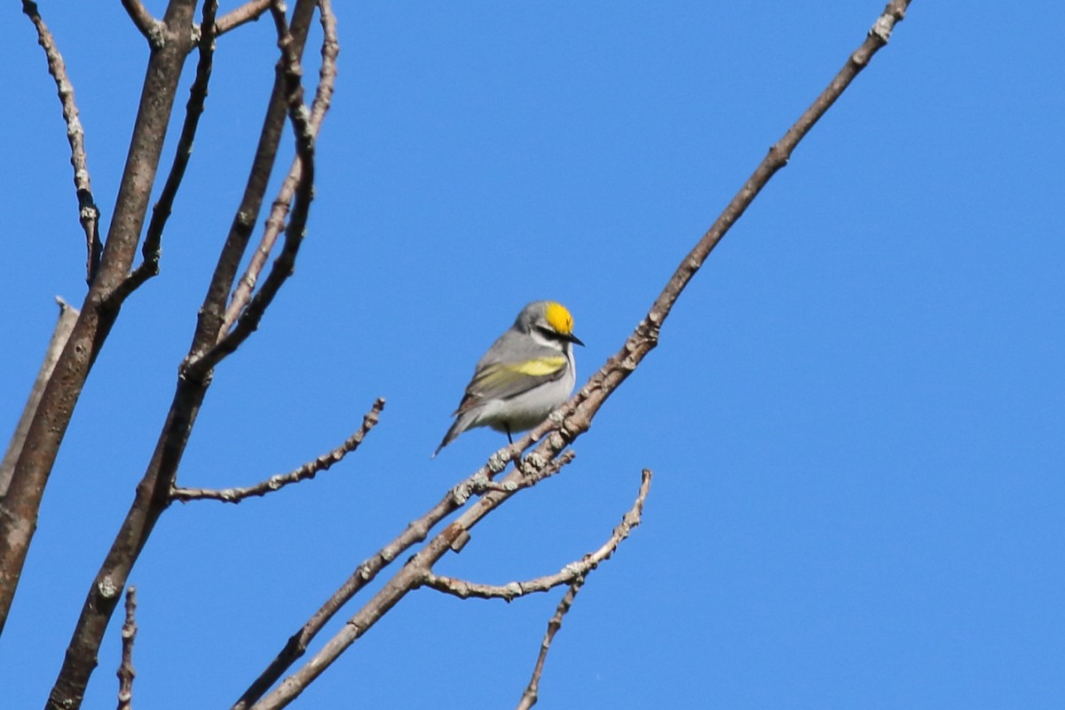 Brewster's Warbler (hybrid) - Jarmo Jalava