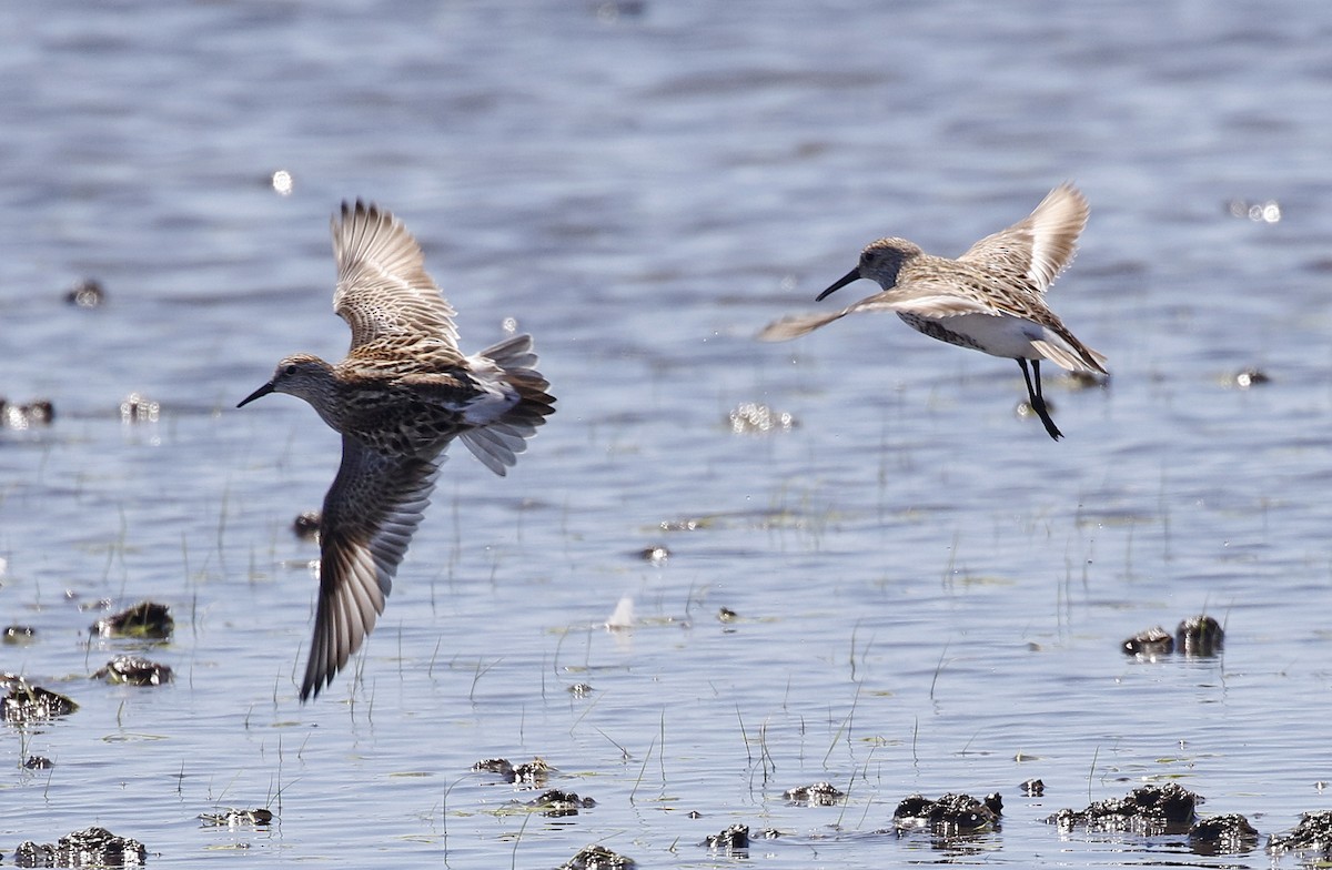 White-rumped Sandpiper - Toni Alcocer