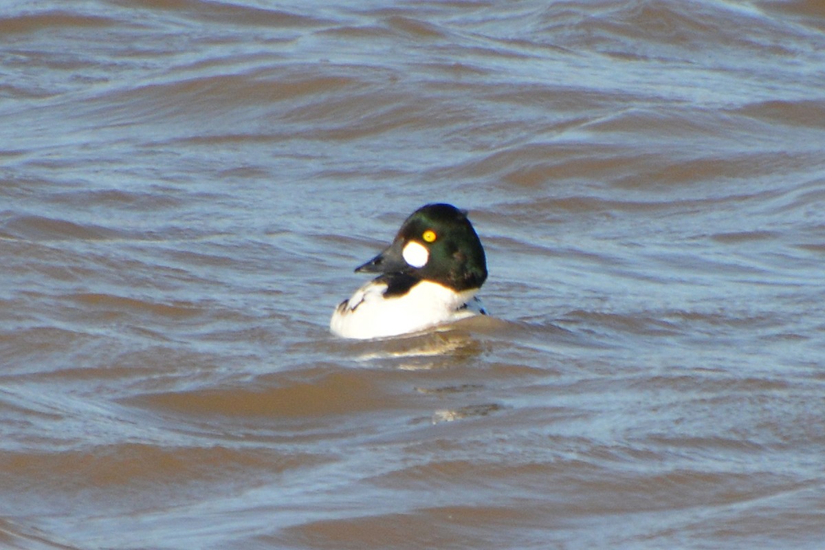 Common Goldeneye - ML619574993