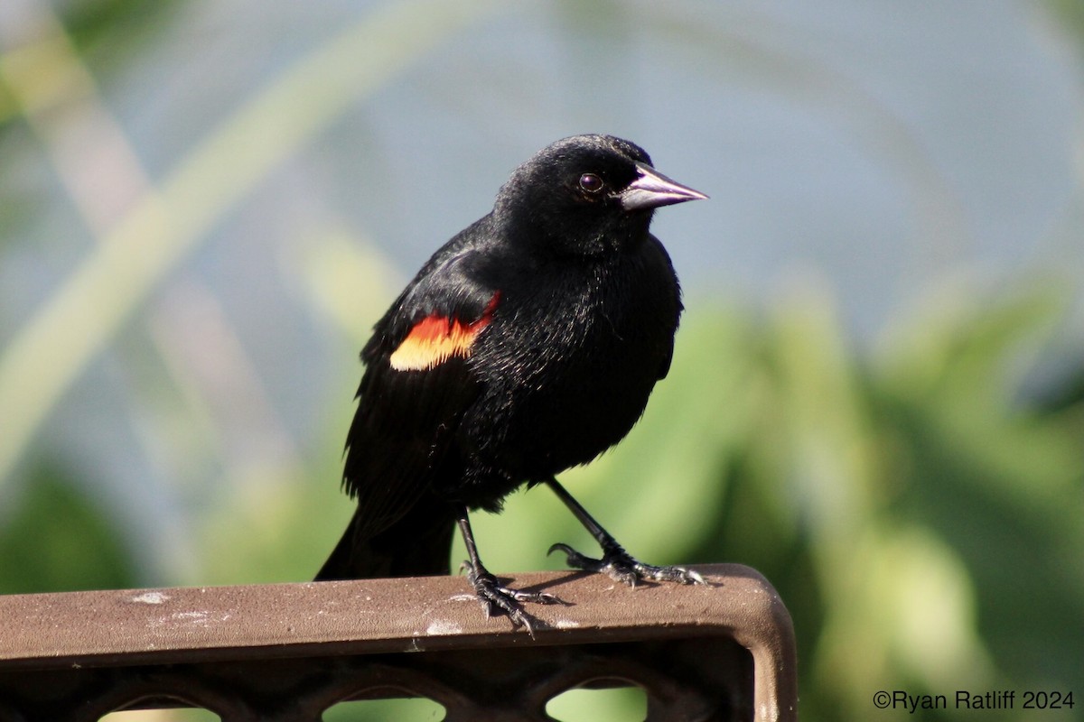 Red-winged Blackbird - Ryan R
