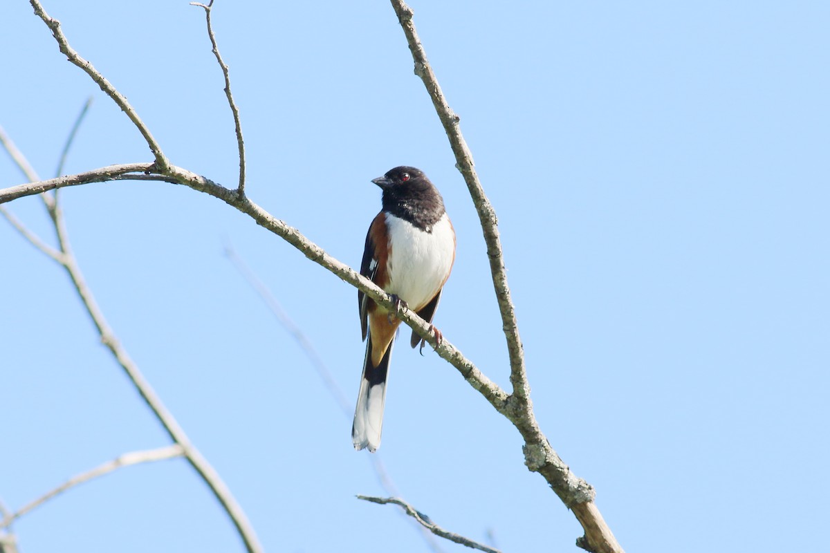 Eastern Towhee - Jarmo Jalava