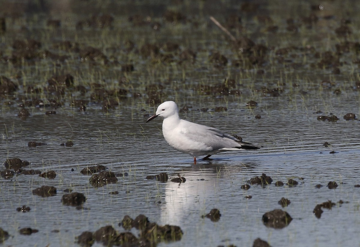 Slender-billed Gull - ML619575001