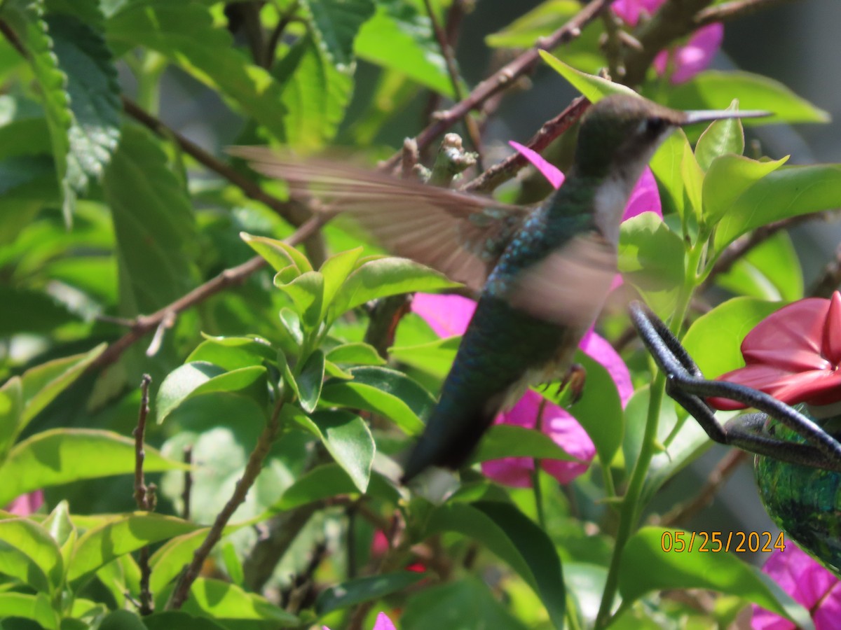 Ruby-throated Hummingbird - Susan Leake