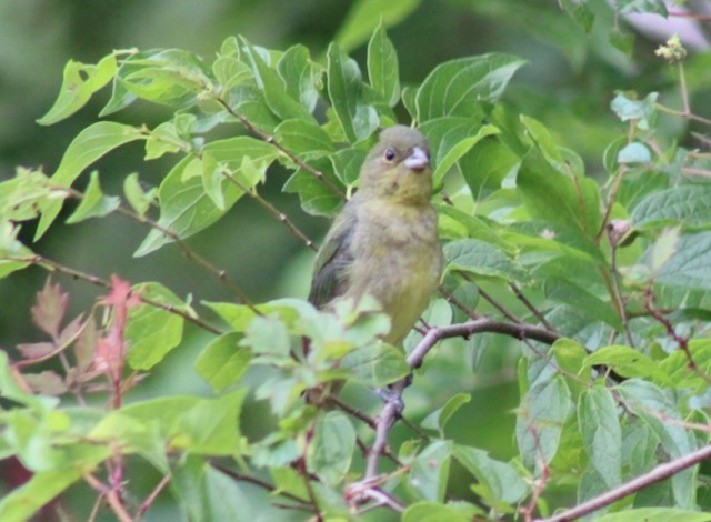 Painted Bunting - Adele Berthelot