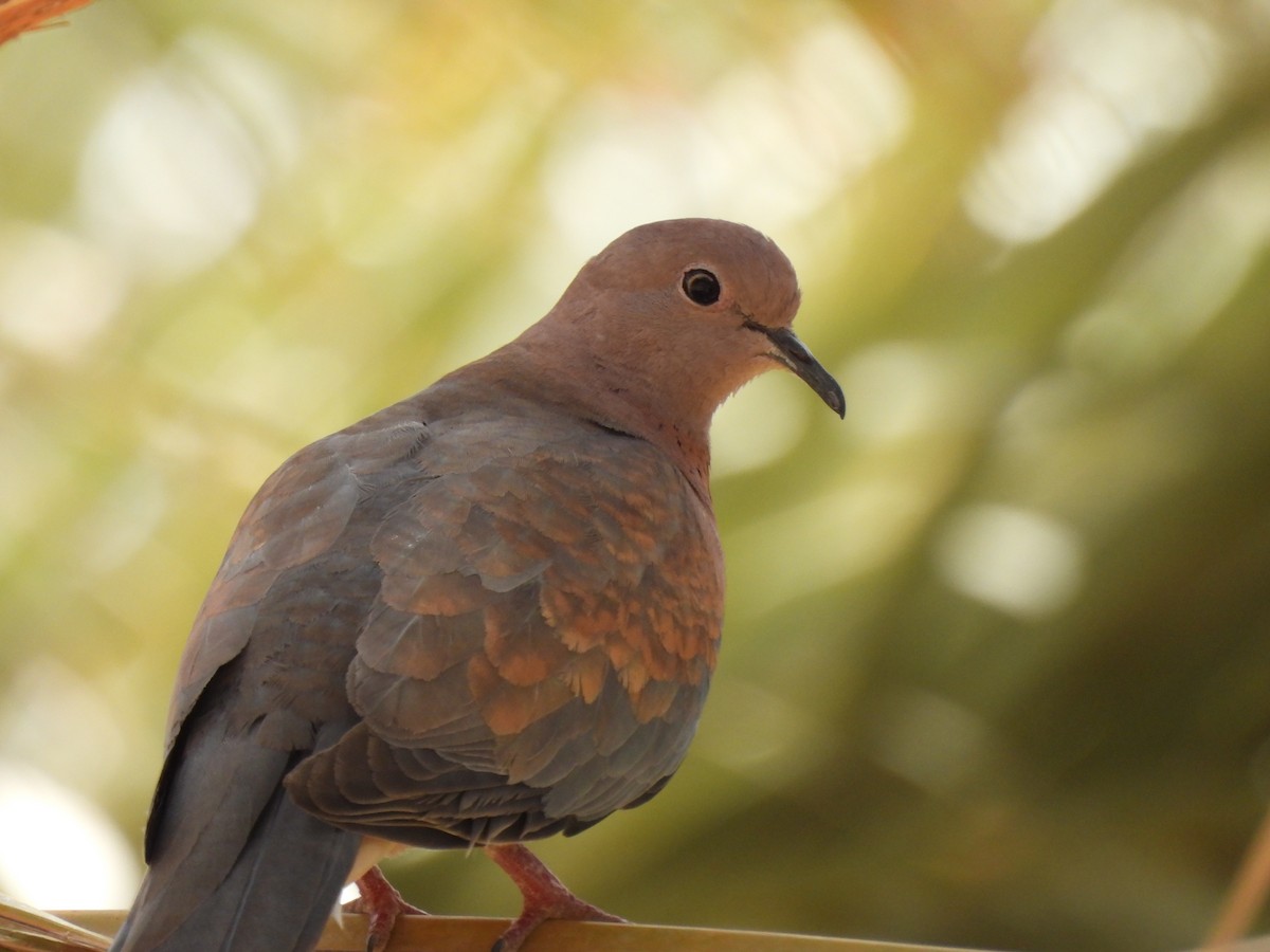 Laughing Dove - Luís Reino