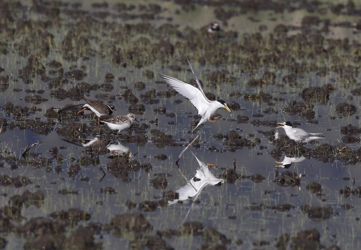 Sanderling - Toni Alcocer