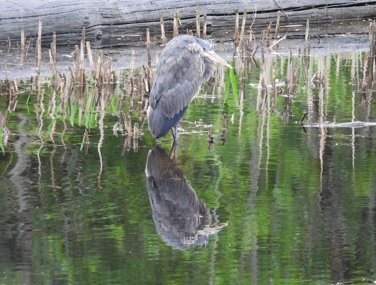 Great Blue Heron - Mark Stevens