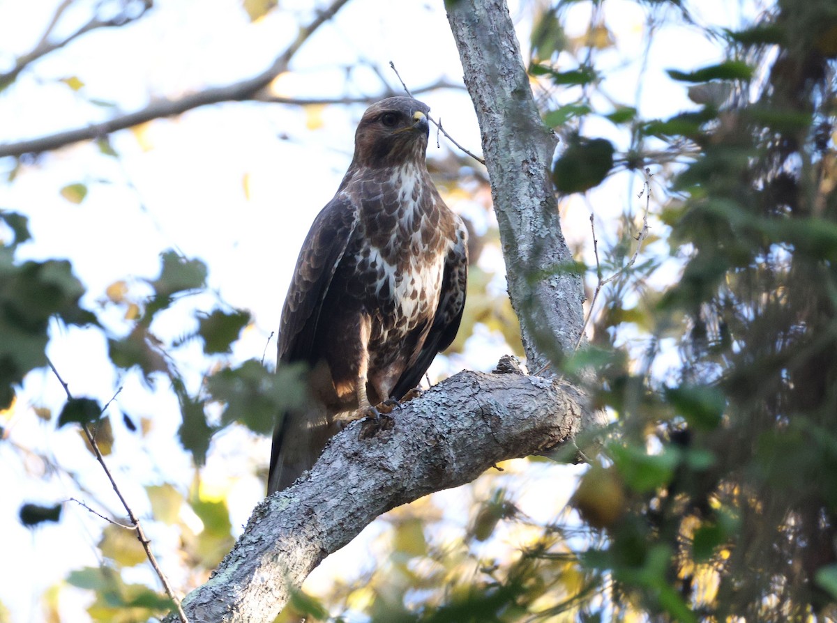 Forest Buzzard - ML619575020