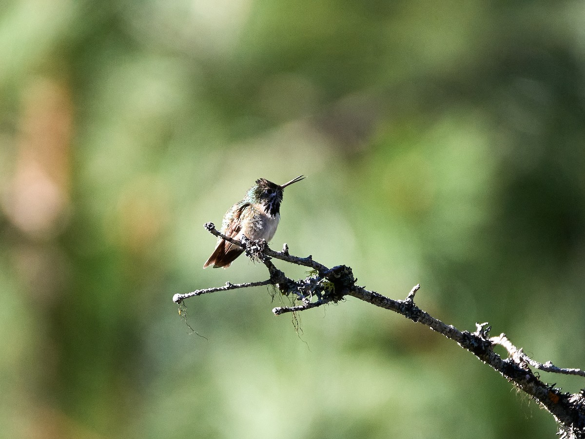 Calliope Hummingbird - Scott Ramos