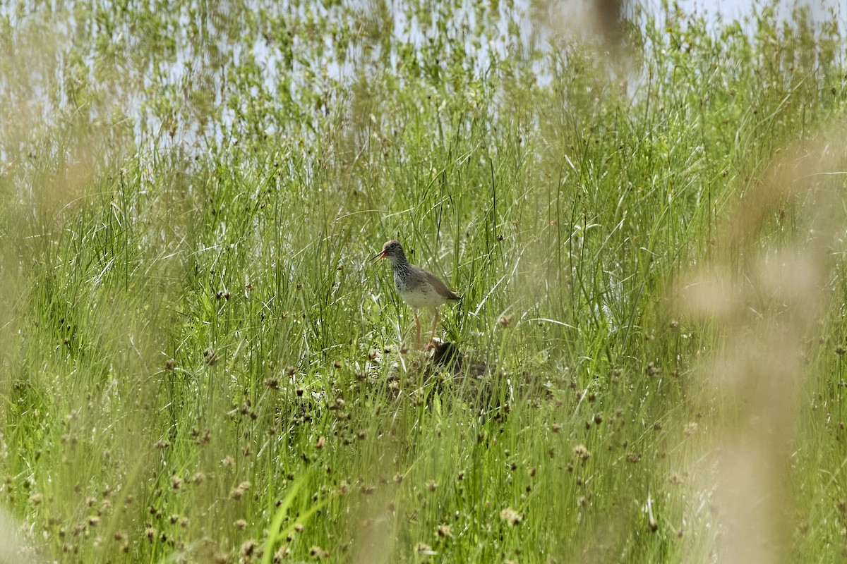 Common Redshank - Monika Kolodziej