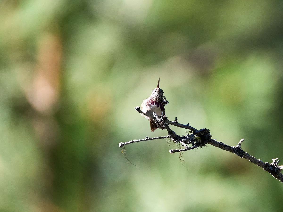 Calliope Hummingbird - Scott Ramos