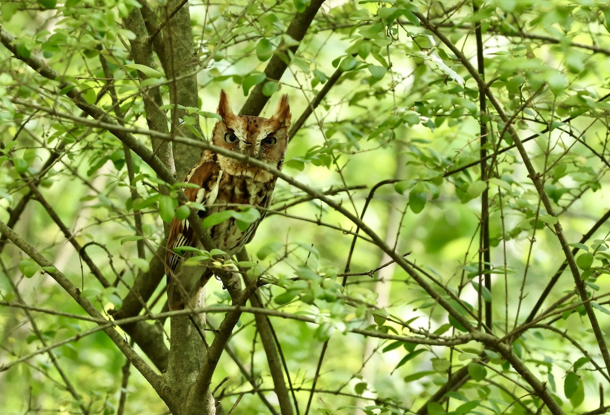 Eastern Screech-Owl - Grace Simms  🐦‍⬛