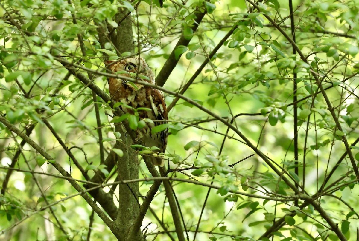 Eastern Screech-Owl - Grace Simms  🐦‍⬛