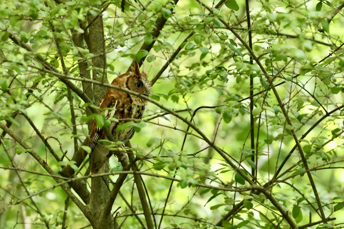 Eastern Screech-Owl - Grace Simms  🐦‍⬛