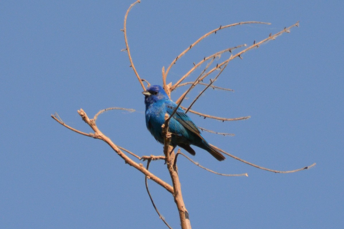 Indigo Bunting - ML619575037