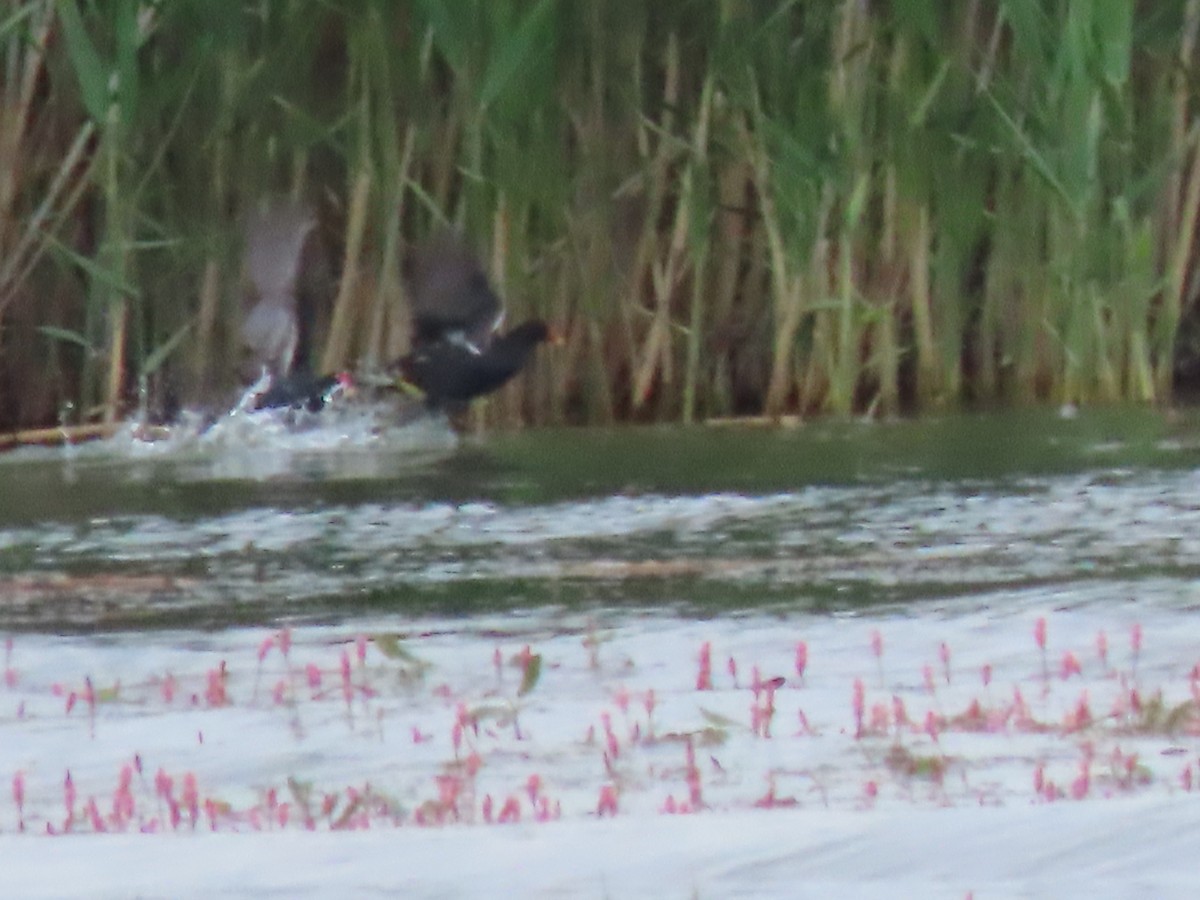 Eurasian Moorhen - Doug Kibbe