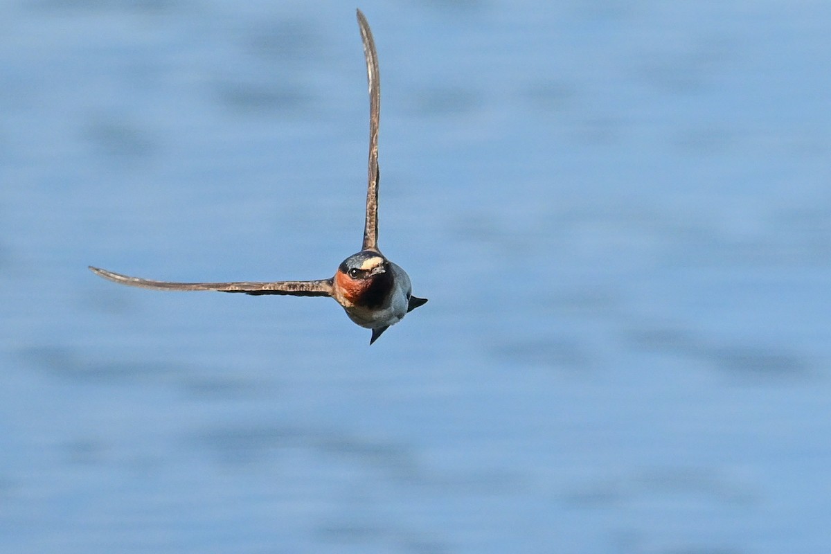 Cliff Swallow - ML619575048