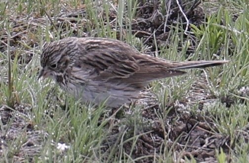 Vesper Sparrow - Bruce Fleischer