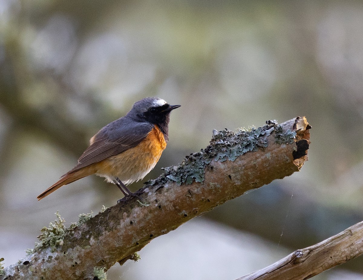 Common Redstart - Hans Bucht