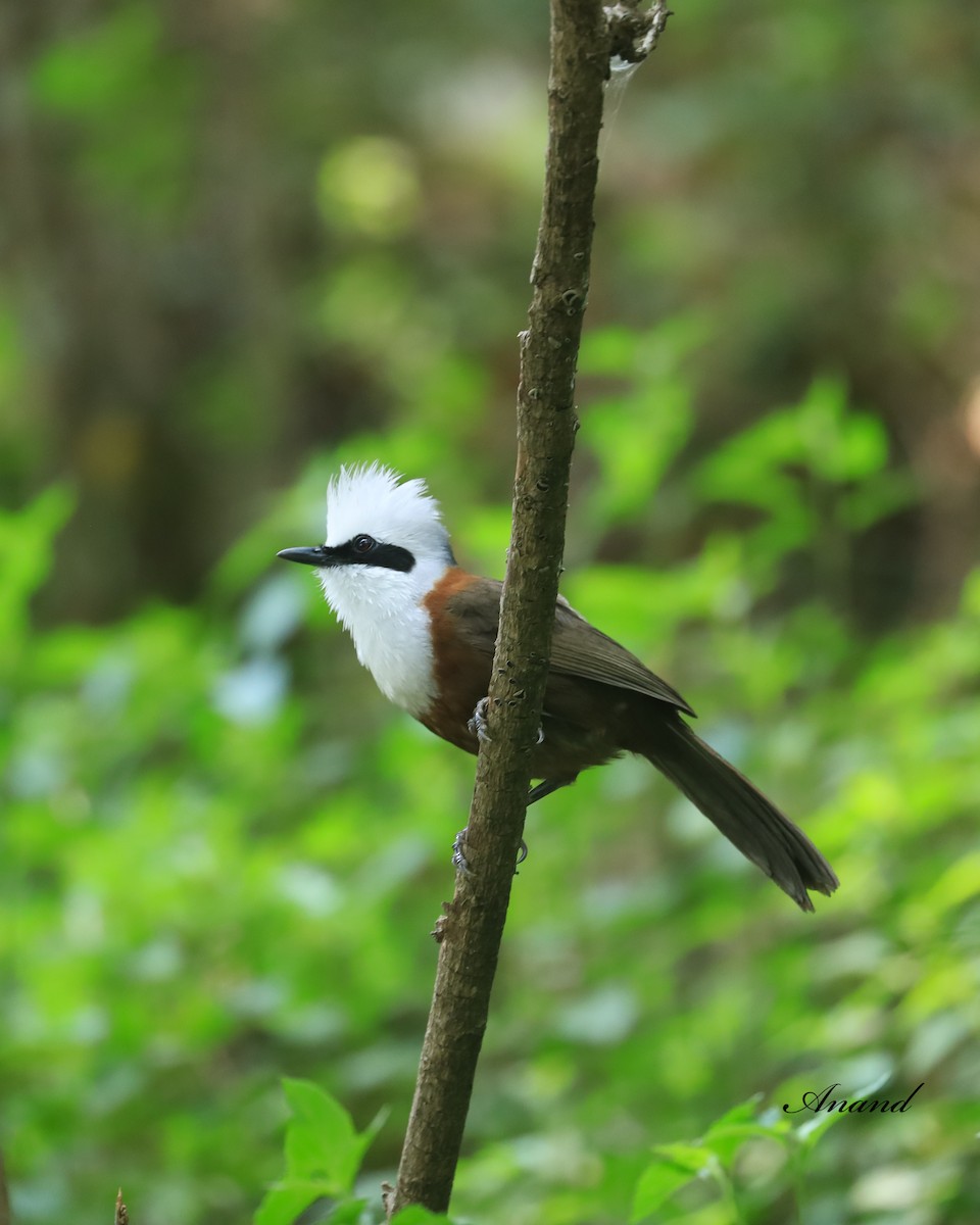 White-crested Laughingthrush - Anand Singh