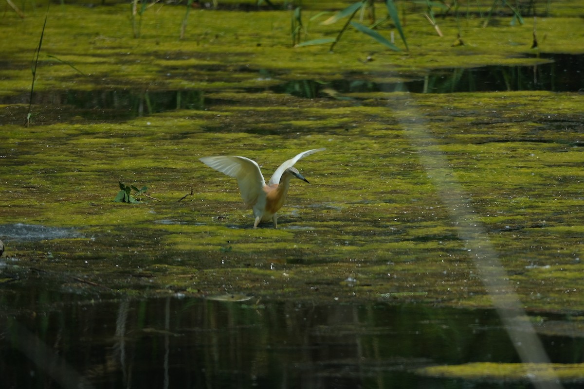 Squacco Heron - Gürol Karan