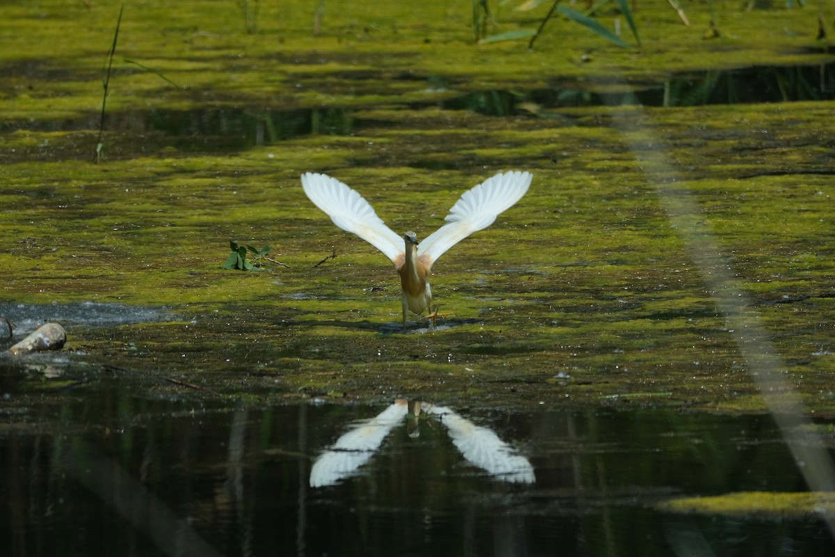 Squacco Heron - Gürol Karan