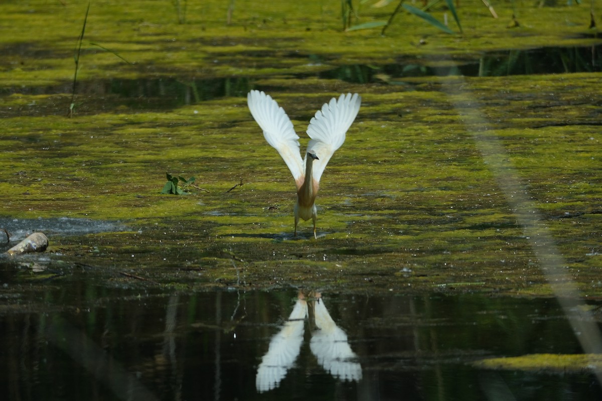 Squacco Heron - Gürol Karan