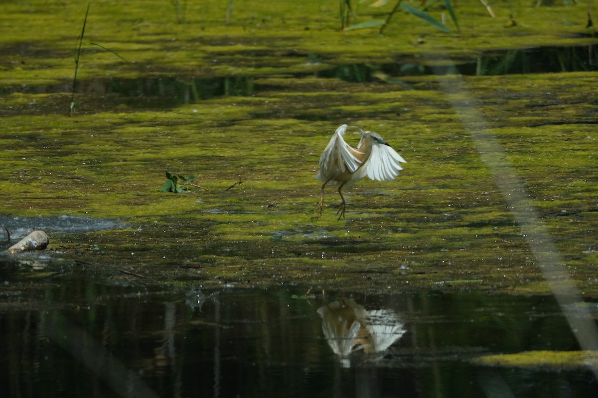 Squacco Heron - Gürol Karan