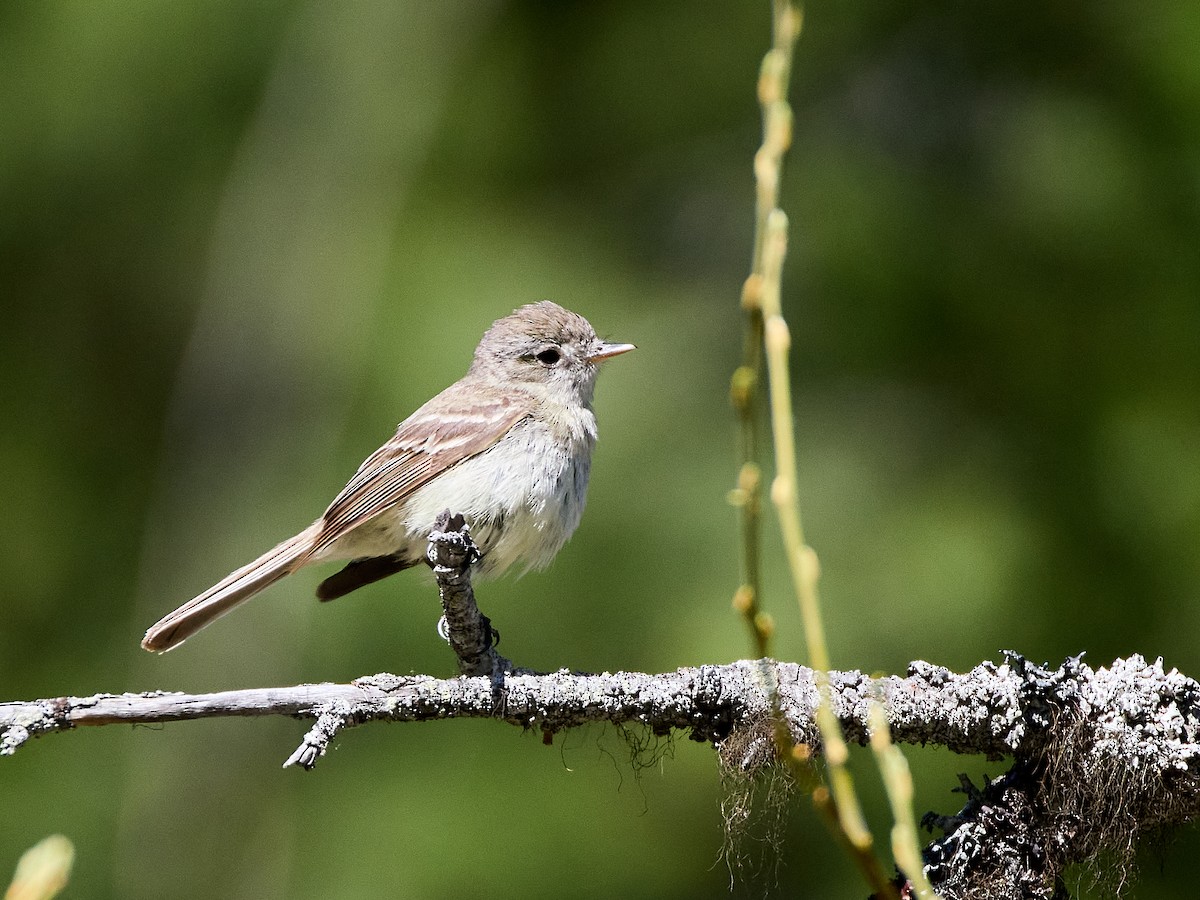 Dusky Flycatcher - Scott Ramos