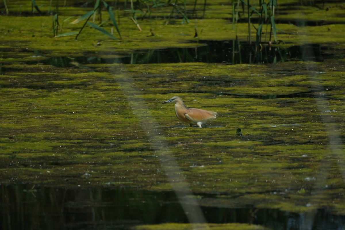 Squacco Heron - Gürol Karan