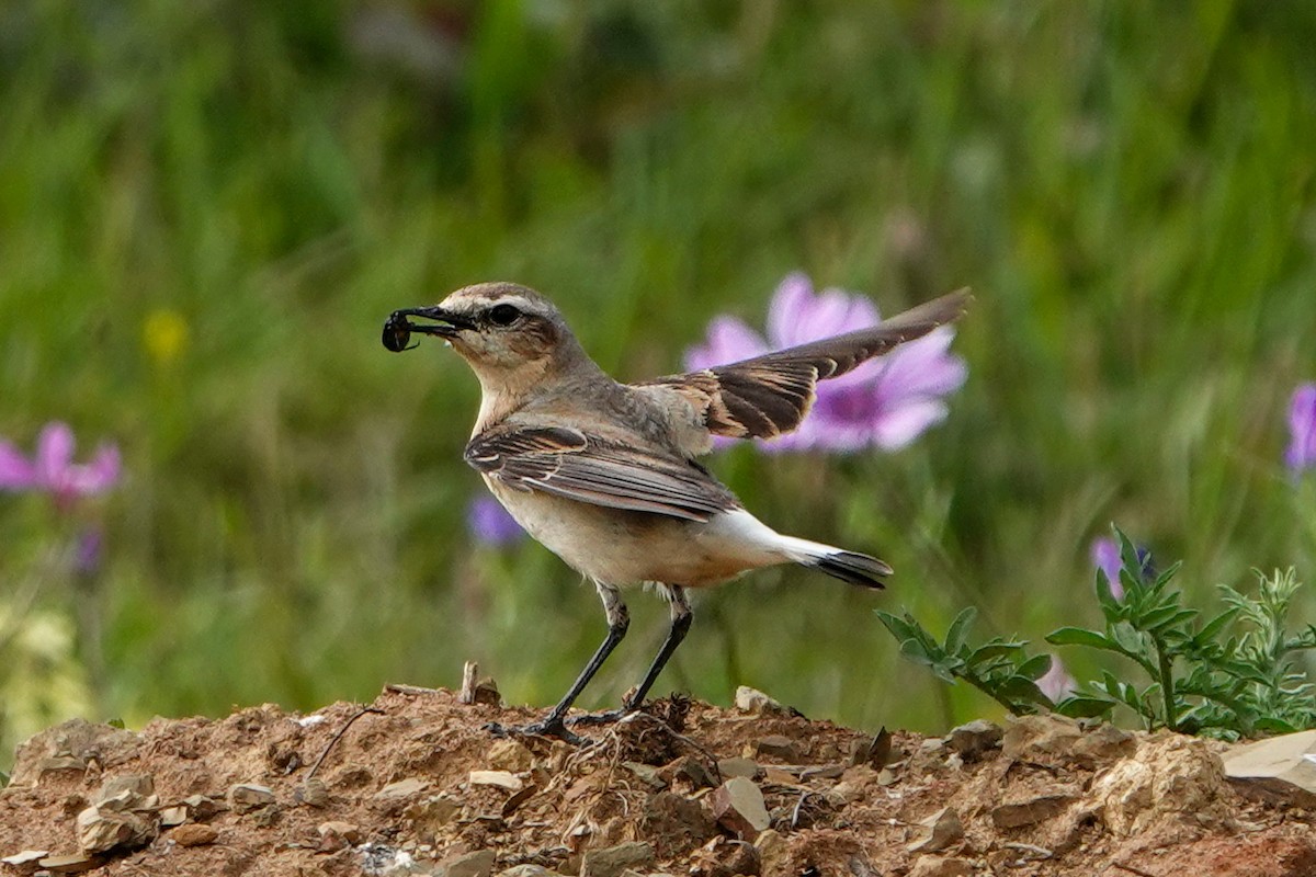 Northern Wheatear - ML619575083