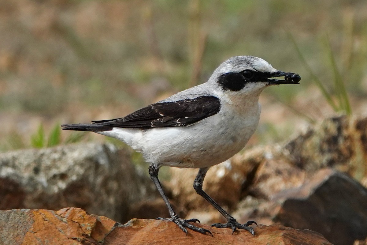 Northern Wheatear - Derya Özkan