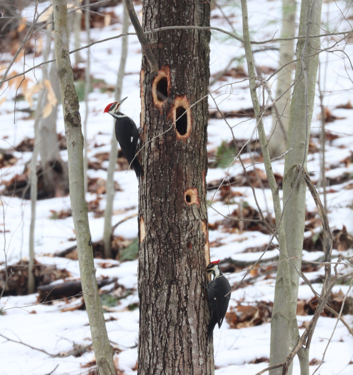 Pileated Woodpecker - Jim Miles