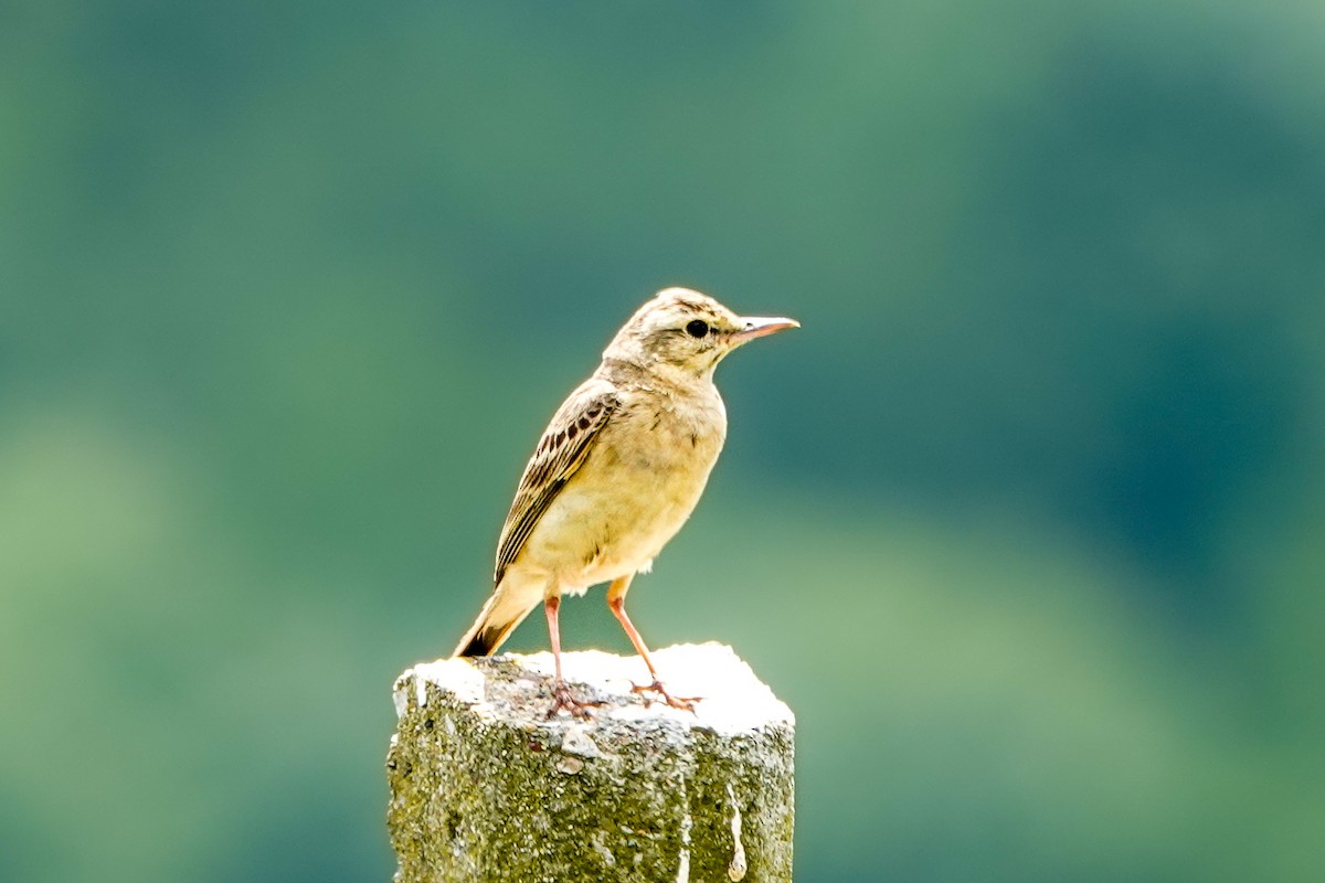 Tawny Pipit - Derya Özkan