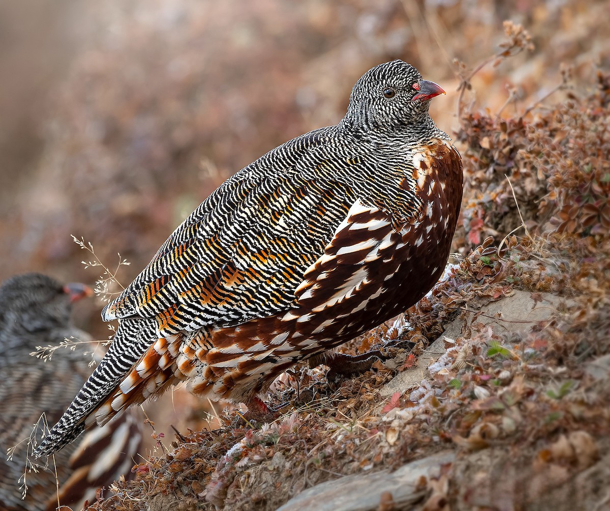 Snow Partridge - ML619575093