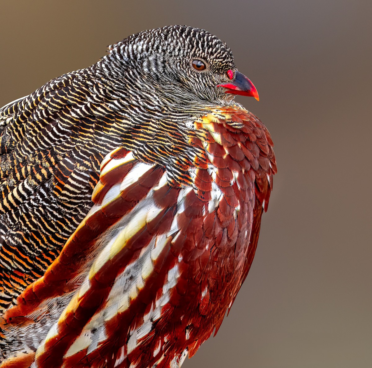 Snow Partridge - ML619575094