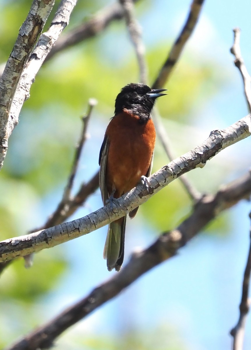 Orchard Oriole - ML619575095