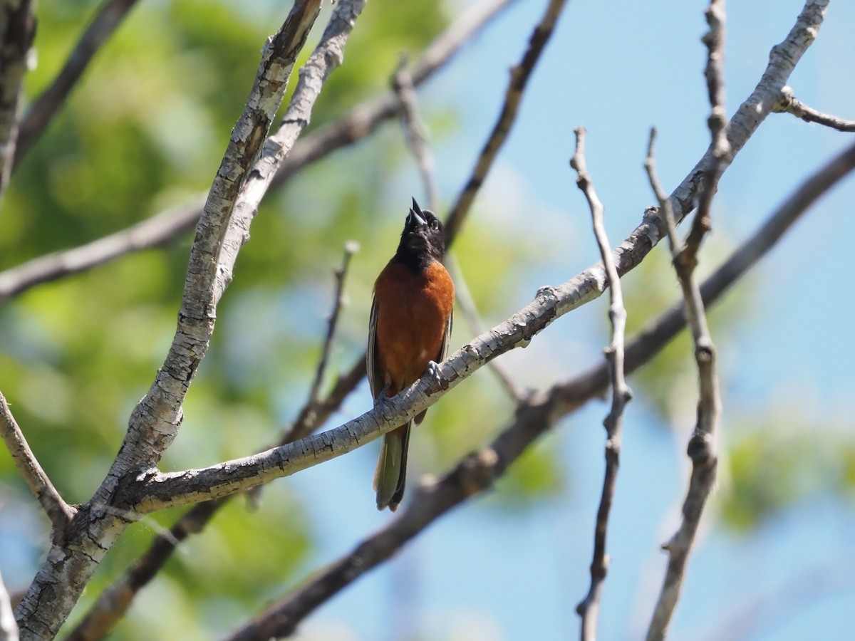 Orchard Oriole - Jennifer Reck