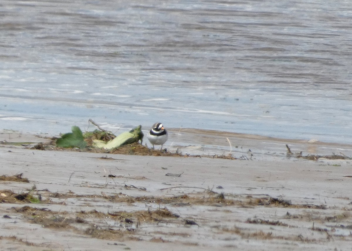 Common Ringed Plover - Mike Tuer