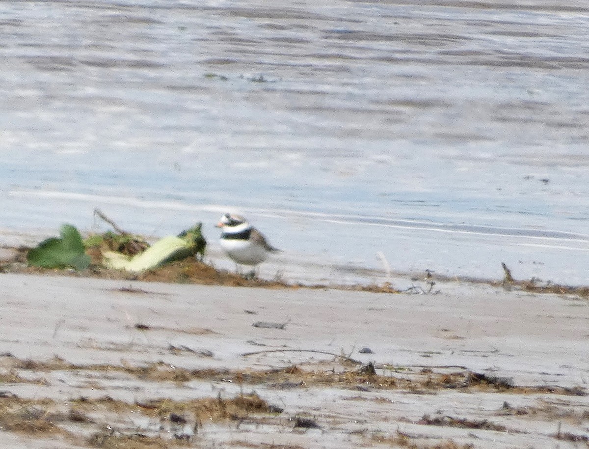 Common Ringed Plover - Mike Tuer