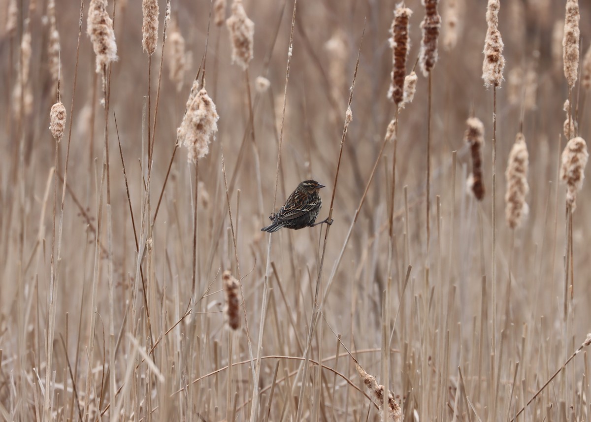 Red-winged Blackbird (Red-winged) - Jim Miles