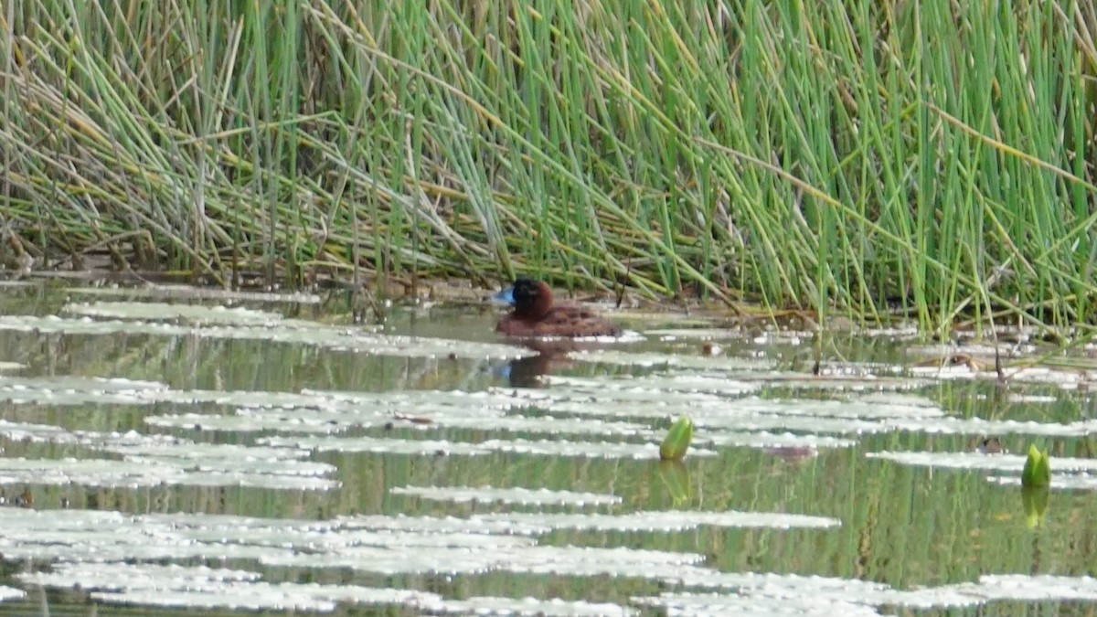 Masked Duck - ML619575108