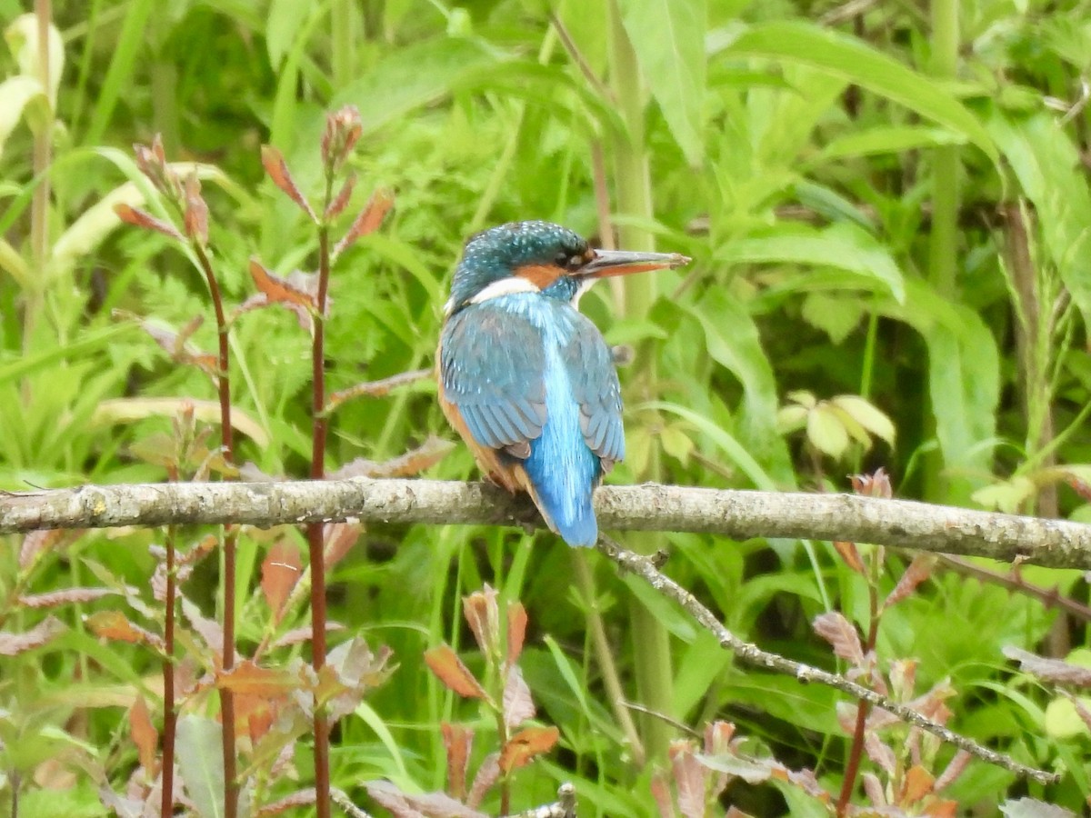 Common Kingfisher - Caroline Quinn