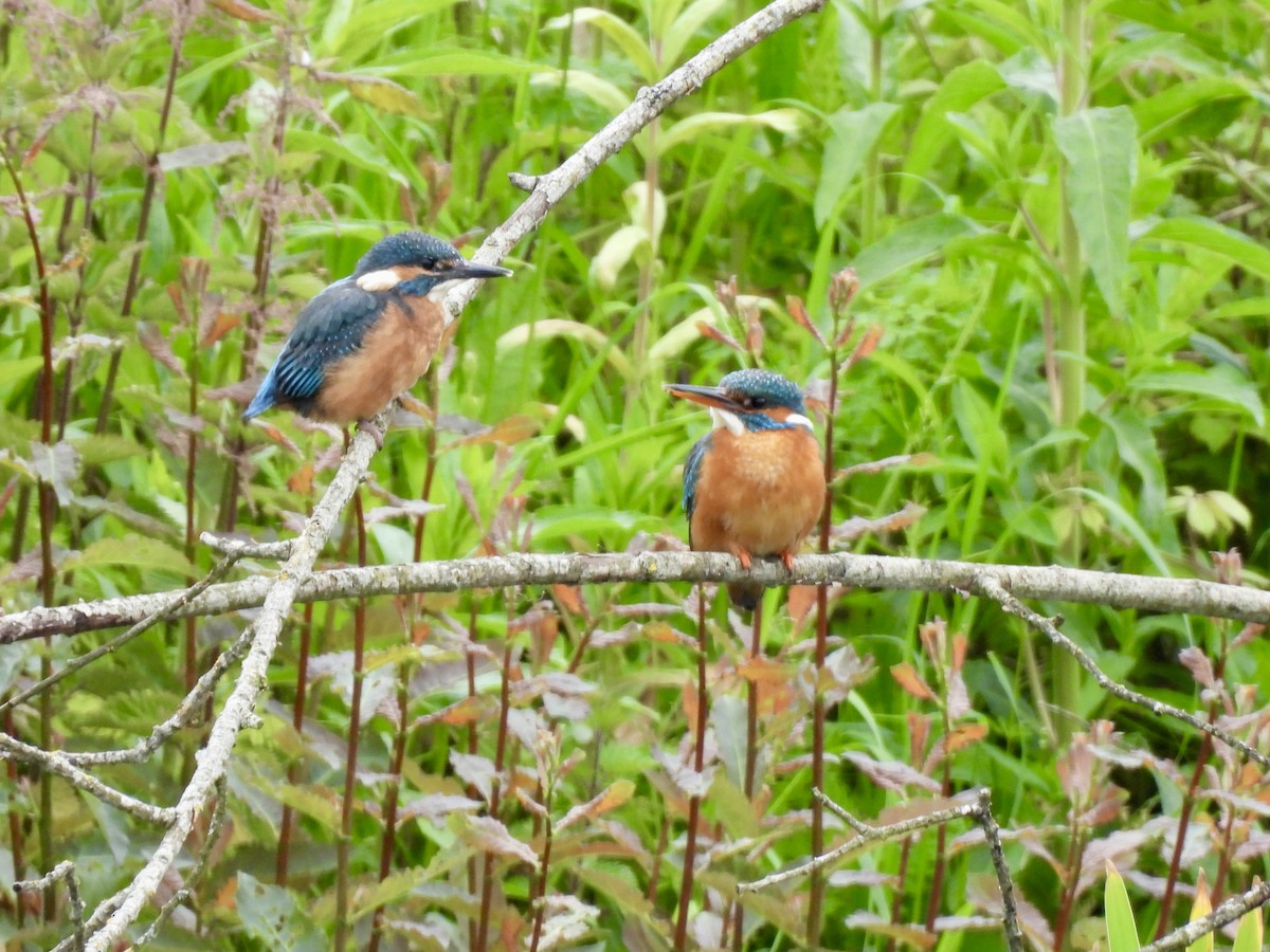 Common Kingfisher - Caroline Quinn