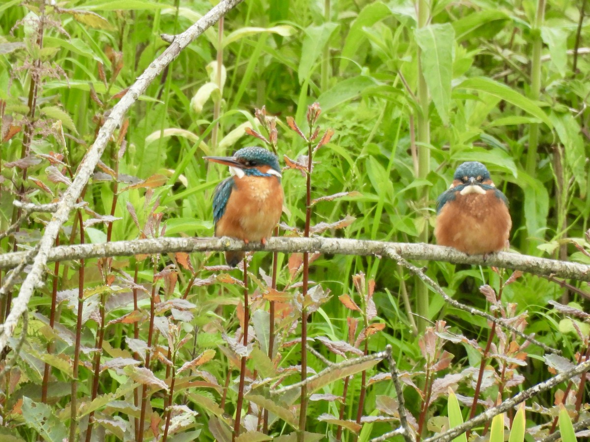 Common Kingfisher - Caroline Quinn