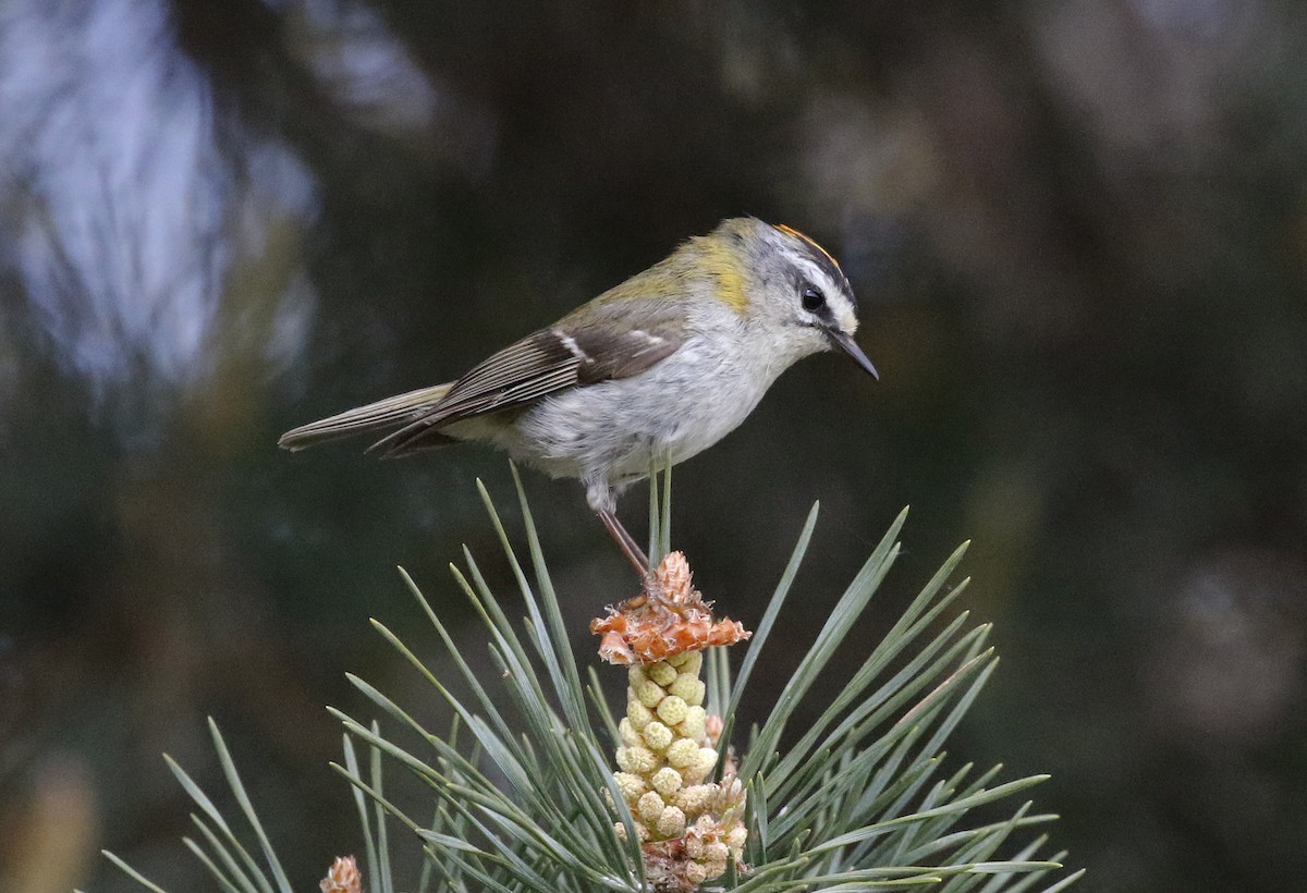 Common Firecrest - Toni Alcocer